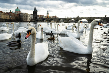 Swans gather on the banks of the Vltava river with Charles Bridge in the background, Prague, Czech Republic