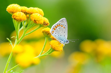 Plebejus idas, Idas Blue, is a butterfly in the family Lycaenidae. Beautiful butterfly sitting on flower. - 308546862
