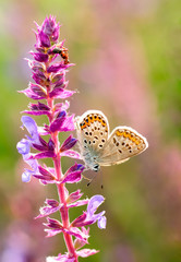 Plebejus idas, Idas Blue, is a butterfly in the family Lycaenidae. Beautiful butterfly sitting on flower. - 308546880