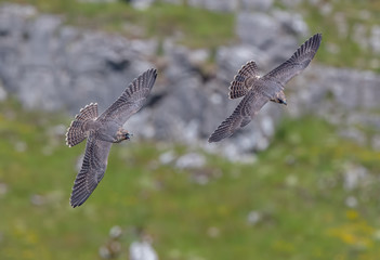 Two Peregrine Falcons Flying