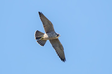 Peregrine Falcon Flying
