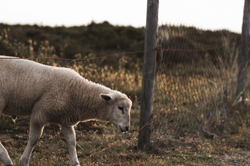 Naklejka premium Lamb crossing farm fence. Northern white sheep on Sylt island