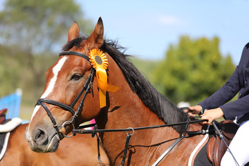 Proud rider wearing badges on the winner horse after competitions
