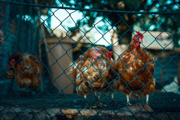 Red chickens behind a fence. Molting hens at a german farm