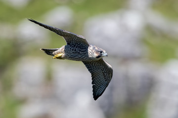 Peregrine Falcon Flying