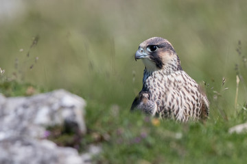 Peregrine Falcon Perched