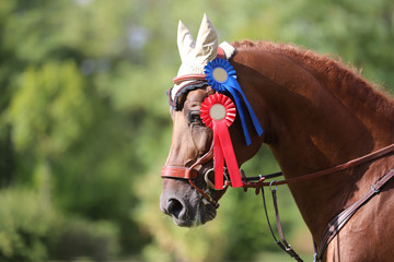 Beautiful purebred show jumper horse canter on the race course after race
