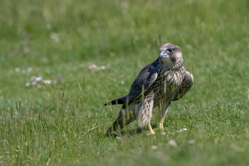 Peregrine Falcon Perched