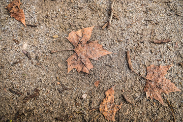 Autumn