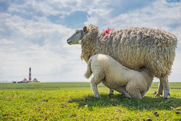 Naklejka premium Schafherde vor dem Leuchtturm Westerheversand; Schleswig-Holstein; Deutschland