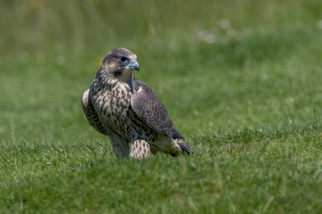 Peregrine Falcon Perched
