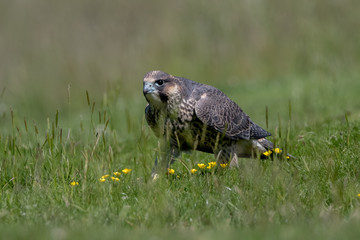 Peregrine Falcon Perched
