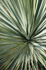 Internal detail of the plant named yucca, aqua menthe color.