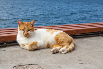 Fototapeta premium funny red-white cat lies basking in the sun