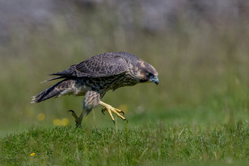 Peregrine Falcon Leaping