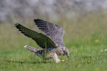 Peregrine Falcon Leaping