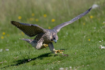 Peregrine Falcon Leaping