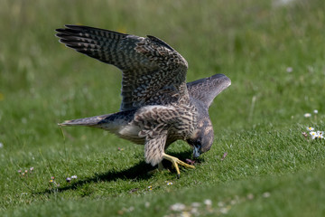 Peregrine Falcon Leaping