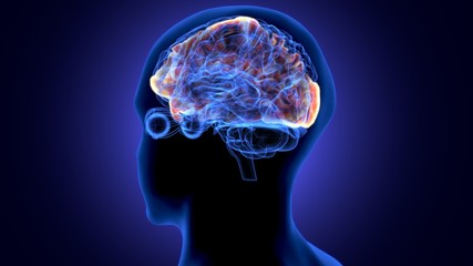 3d render of human body brain anatomy