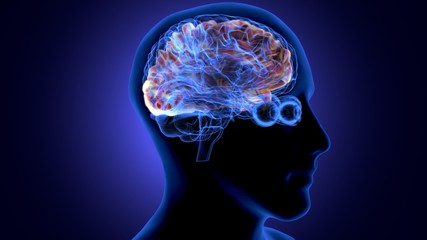 3d render of human body brain anatomy
