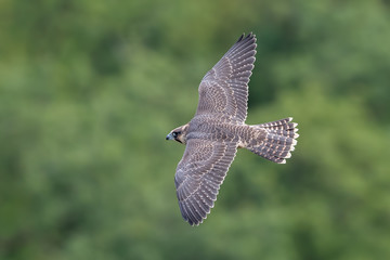 Peregrine Falcon Flying