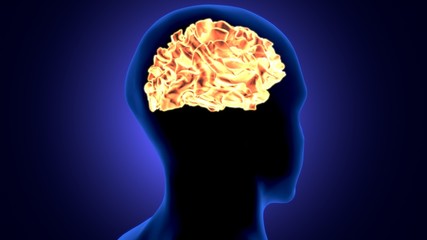 3d render of human body brain anatomy