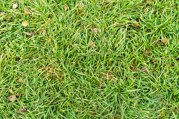 The green summer grass texture