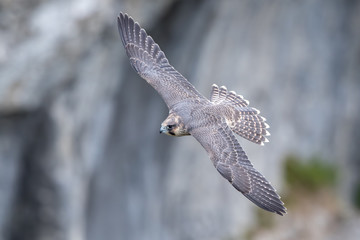 Peregrine Falcon Flying