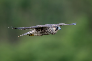 Peregrine Falcon Flying