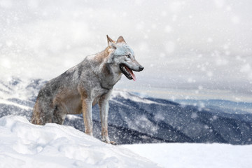 Wolf in a snow on winter background