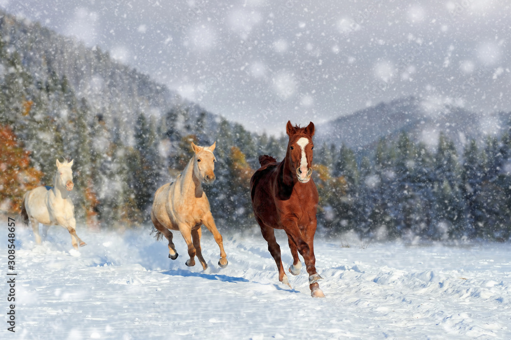 Canvas Prints Horse in a snow on winter background