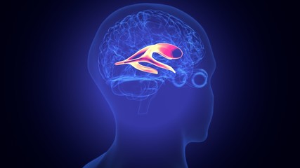 3d rendered medically accurate illustration of the brain anatomy - the lateral ventricle