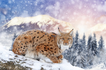 Lynx in a snow on winter background
