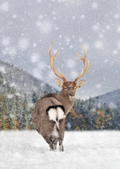 Deer in a snow on winter background