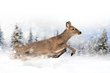 Deer in a snow on winter background