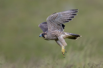 Peregrine Falcon Flying