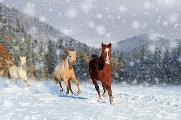 Horse in a snow on winter background