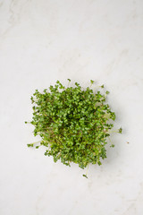 Superfood microgreen mustard, top view