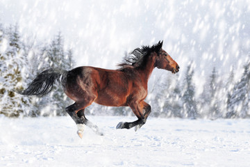 Horse in a snow on winter background
