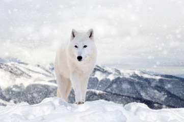 Wolf in a snow on winter background