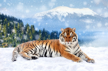 Fototapeta na wymiar Tiger in a snow on winter background