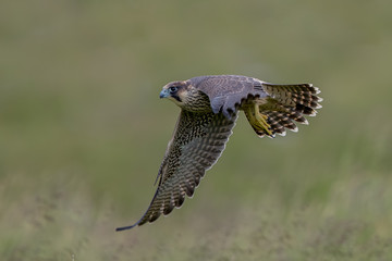 Peregrine Falcon Flying