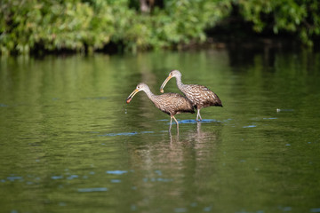 Double Trouble Limpkins