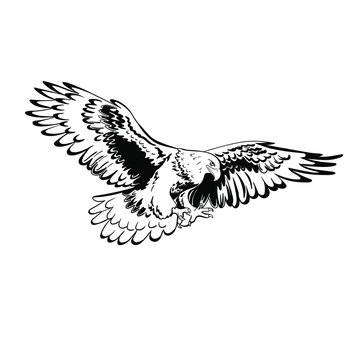 Bald Eagle silhouette on the fly.Vector emblem isolated on white background. Template. Close-up. Clip art. Hand Painting. Ink. Line art, black and white.  Labels for mascot or logo design Line art.