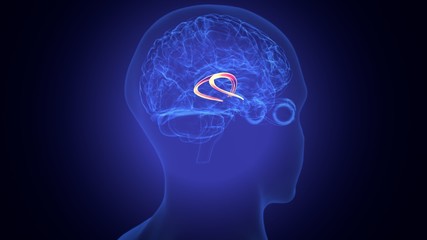 3d rendered medically accurate illustration of the brain anatomy - the caudate nucleus