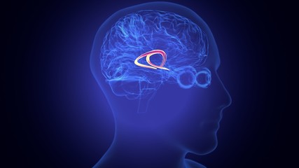 3d rendered medically accurate illustration of the brain anatomy - the caudate nucleus