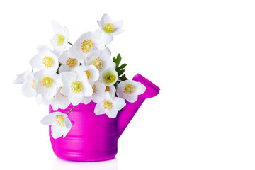 Bouquet of beautiful flowers in watering can isolated on white background. Daisy flower in vase. Holidays concept 
