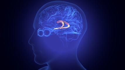 3d rendered medically accurate illustration of the brain anatomy - the caudate nucleus