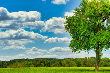 idylische Landschaft mit Baum und Wolken