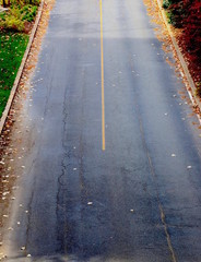 Road Paved With Golden Leaves
